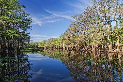 Early spring view of cypress trees reflecting on blackwater area of St Johns River-central Florida Coastal Print